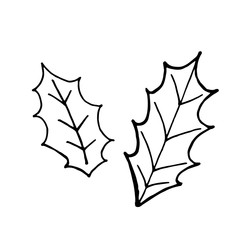 Holly leaves design element. Сoncept New Year, Christmas, holidays. Hand drawn vector illustration in doodle style outline drawing isolated on white background.