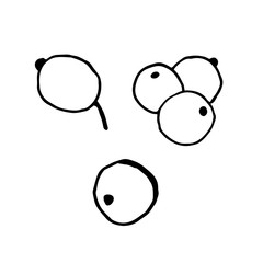 Holly berries, mistletoe design element. Сoncept New Year, Christmas, holidays. Hand drawn vector illustration in doodle style outline drawing isolated on white background.