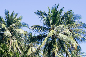 Fototapeta na wymiar green date palm trees on a sunny day