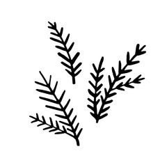 Spruce, pine, fir tree branches design elements. Сoncept nature, Christmas, holidays. Hand drawn vector illustration in doodle style outline drawing isolated on white background.