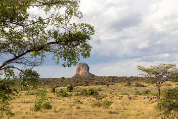 African Savanna Landscape, Natural Park