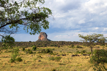African Savanna Landscape, Natural Park