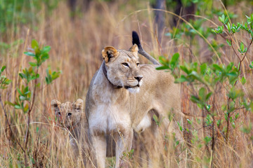 South African Lion in the Savanna