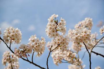 青空に映える桜