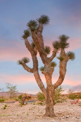 A Joshua Tree at Dusk