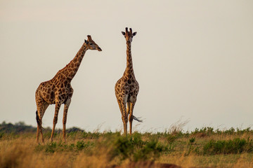 Giraffe South Africa