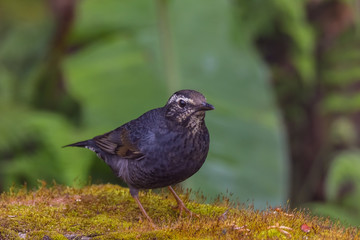 view of a beautiful bird in nature