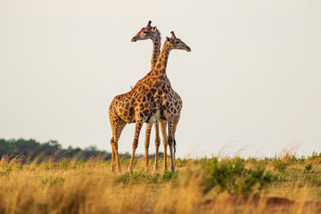 Giraffe South Africa