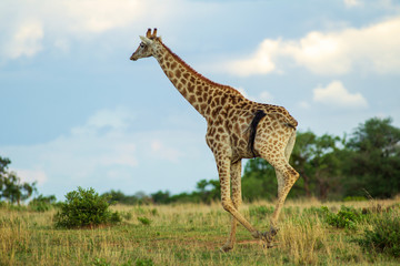 Obraz premium Giraffe South Africa