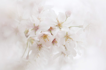 桜（ソメイヨシノ）