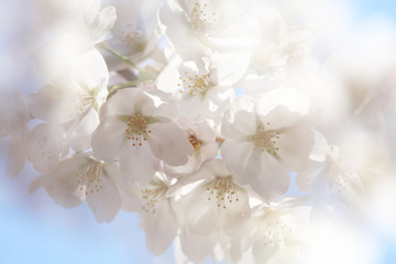 桜と青空（ソメイヨシノ）