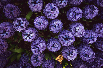Beautiful violet flower