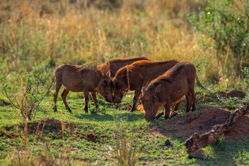 South African Warthog in the Savanna