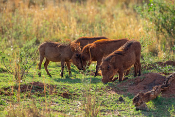 South African Warthog in the Savanna