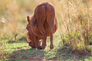 South African Warthog in the Savanna