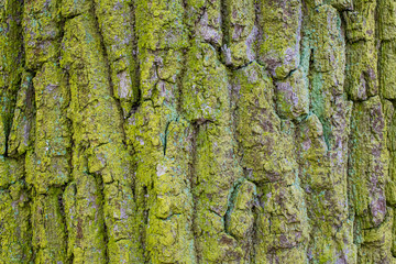 old tree bark overgrown with moss