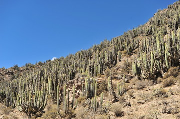 Picturesque alpine landscape. Colca Valley, Peru.