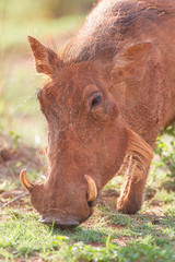 Fototapeta premium South African Warthog in the Savanna