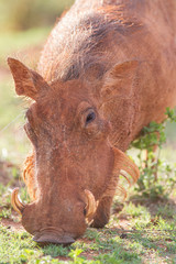 South African Warthog in the Savanna