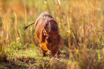 South African Warthog in the Savanna