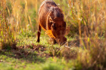 South African Warthog in the Savanna