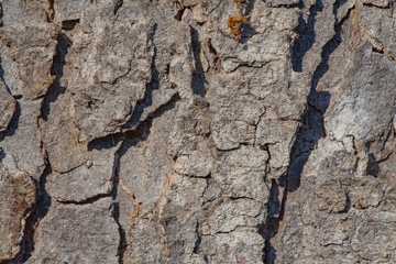 close-up of a tree bark