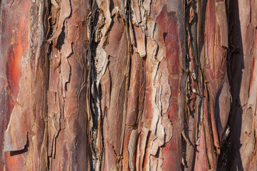 close-up of a tree bark
