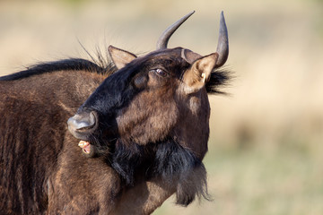 Gnu Wildebeest in South Africa