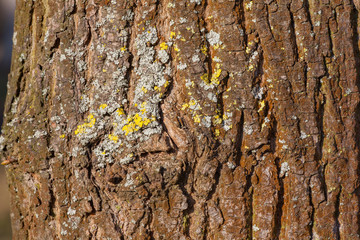 close-up of a tree bark