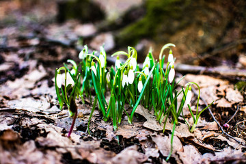 snowdrop