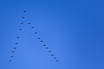 a flock of common cranes (Grus grus) in flight formation in a deep blue sky