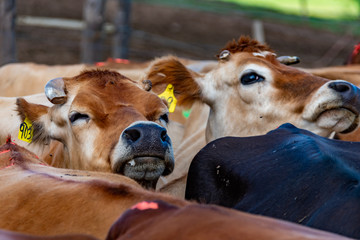 Vacas lecheras 