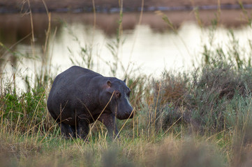 Hippopotamus South Africa