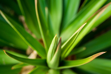 Close up of aloe vera leaves with thorns color.