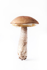 Boletus mushroom (Léccinum scábrum) - autumn harvest of wild mushroom on the light background