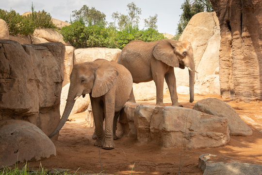 Thу picture of elephants in wildlife