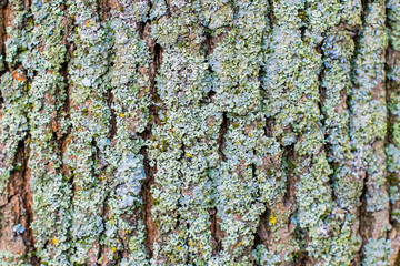 old tree bark overgrown with moss