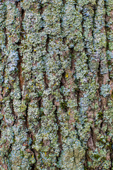 old tree bark overgrown with moss