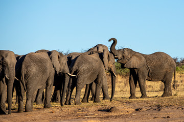 Fototapeta na wymiar Elephant in the bushes in South Africa