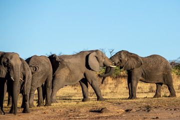 Elephant in the bushes in South Africa