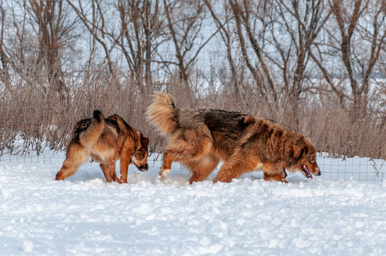 Large, beautiful red, cheerful dogs run and jump joyfully on a snow-covered area in the countryside