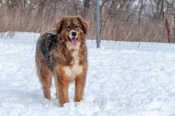 Large, beautiful red, cheerful dogs run and jump joyfully on a snow-covered area in the countryside