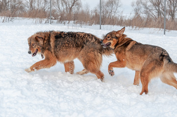 Large, beautiful red, cheerful dogs run and jump joyfully on a snow-covered area in the countryside