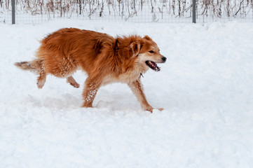 Fototapeta na wymiar Large, beautiful red, cheerful dogs run and jump joyfully on a snow-covered area in the countryside
