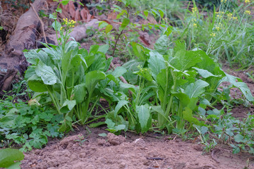 Herbs and vegetables garden in late autumn.