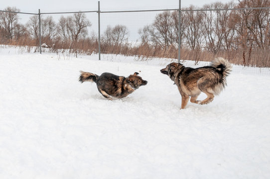 Cute and beautiful dogs have fun playing with each other, running around on the snow-covered area
