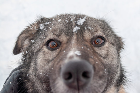 Close-up, portrait of a cute dog with big sad black eyes