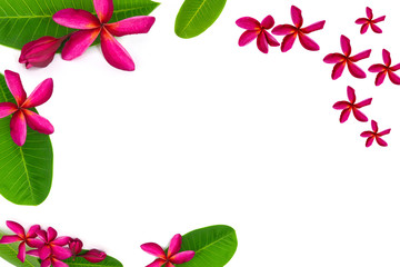 Plumeria flower.Pink frangipani tropical flower and leave frame isolated on white background