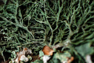 macro lichen
