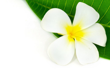 Fototapeta na wymiar Plumeria flower.White frangipani tropical flower and leave frame isolated on white background